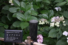 Digital Playback Canon AE-1 027