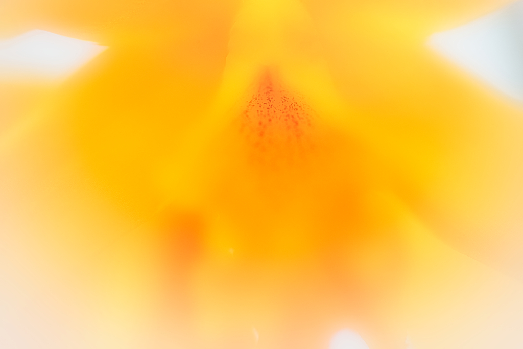 そ ば か す 