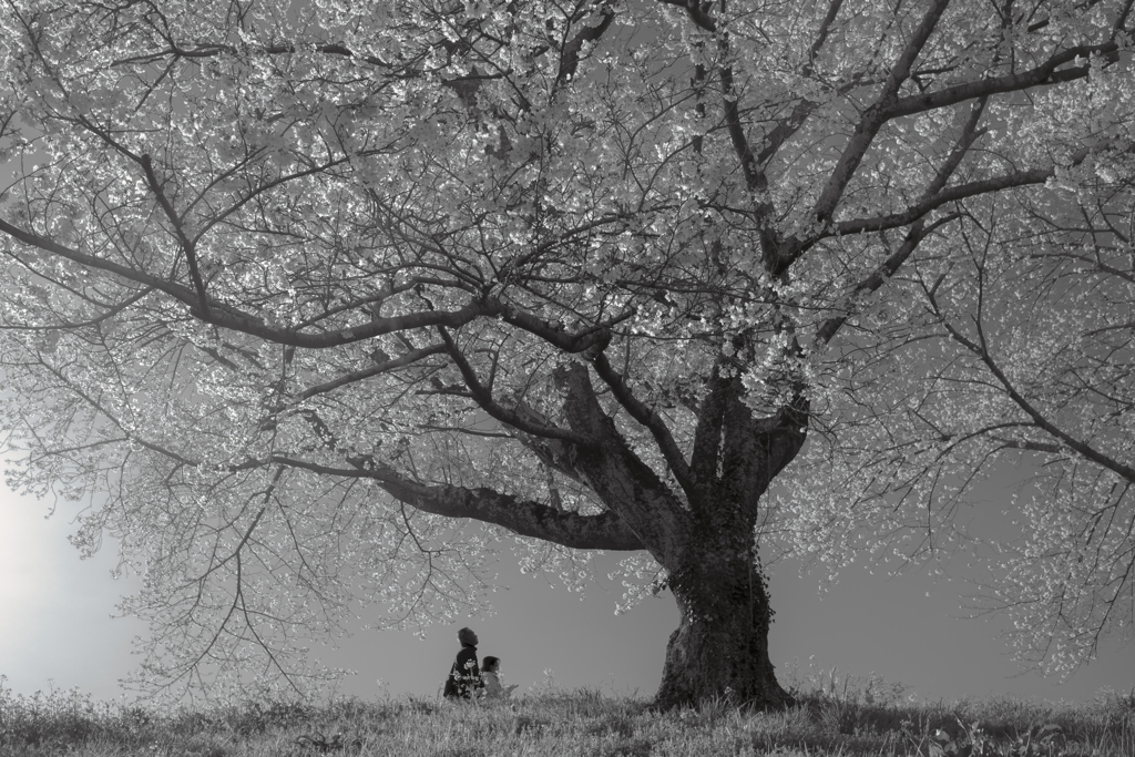 桜の樹の下で