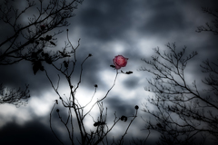 街の風景47 ~冬の華~