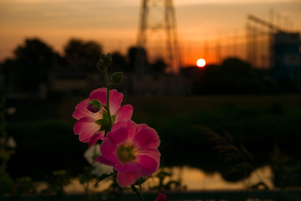 夏の花