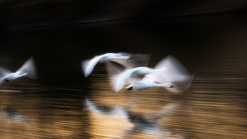 白鳥飛ぶ