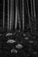 街の風景40 ~もう紫陽花~