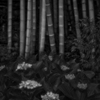 街の風景40 ~もう紫陽花~