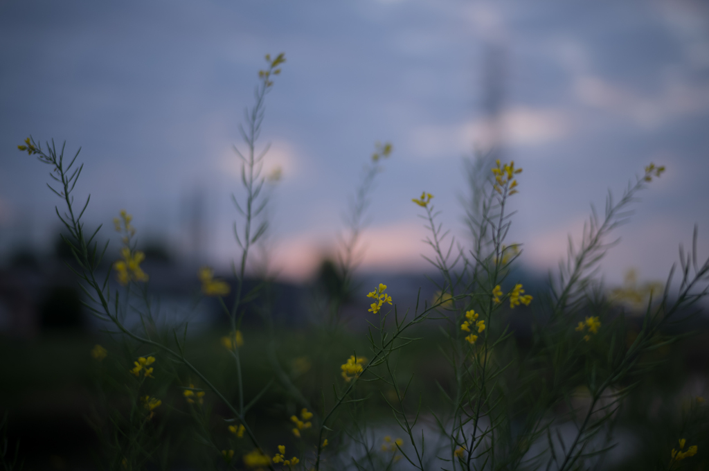 街の風景38 ~惜春賦~