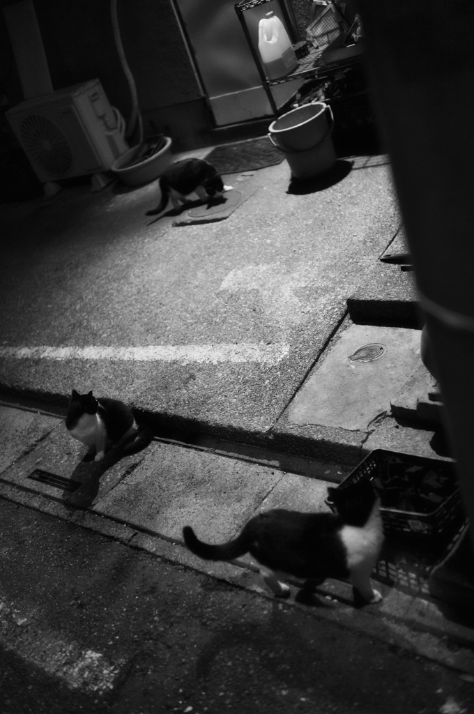 街の風景26 ~路地裏の猫たち~