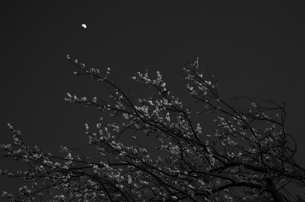 街の風景32 ~花見に行こう~