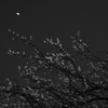 街の風景32 ~花見に行こう~