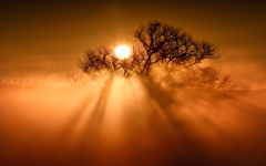 朝陽の樹