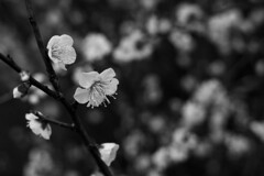 梅の花