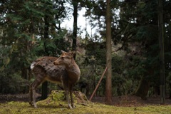 奈良公園の鹿