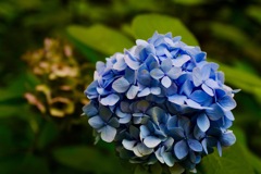 紫陽花