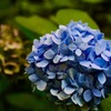 紫陽花