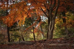 紅葉