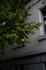木と建物