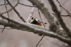 初めての野鳥撮影