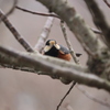 初めての野鳥撮影