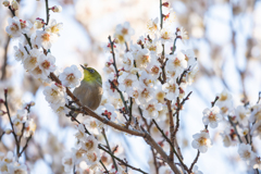 春色の中で