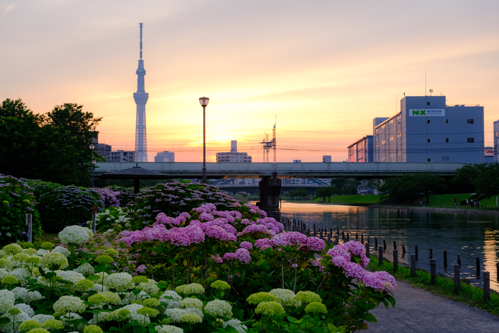 夕暮れの紫陽花