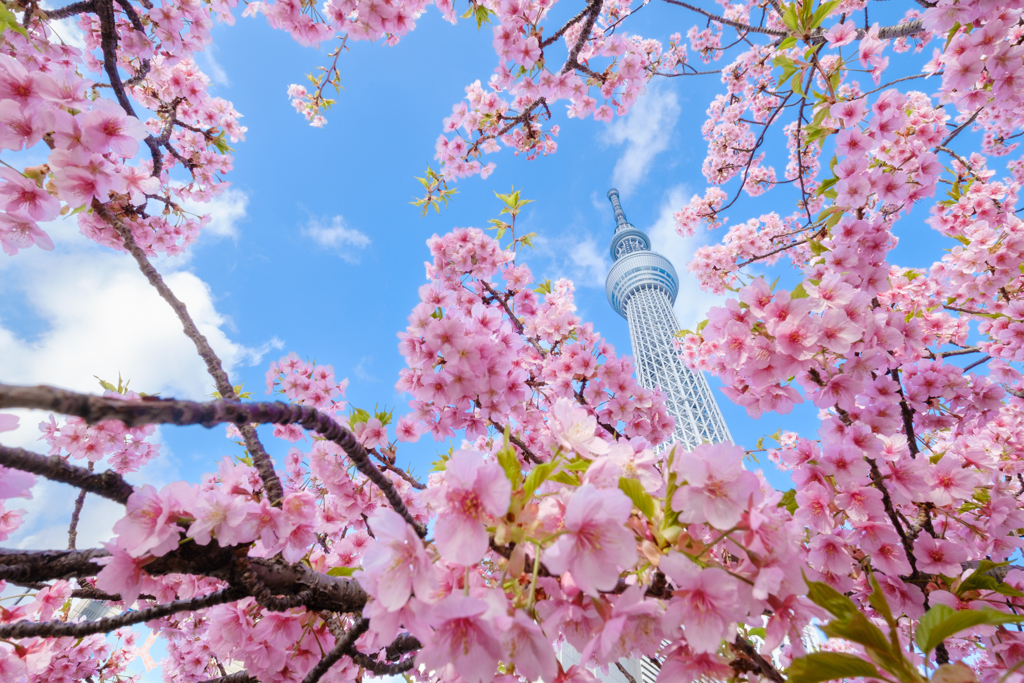 春色スカイツリー