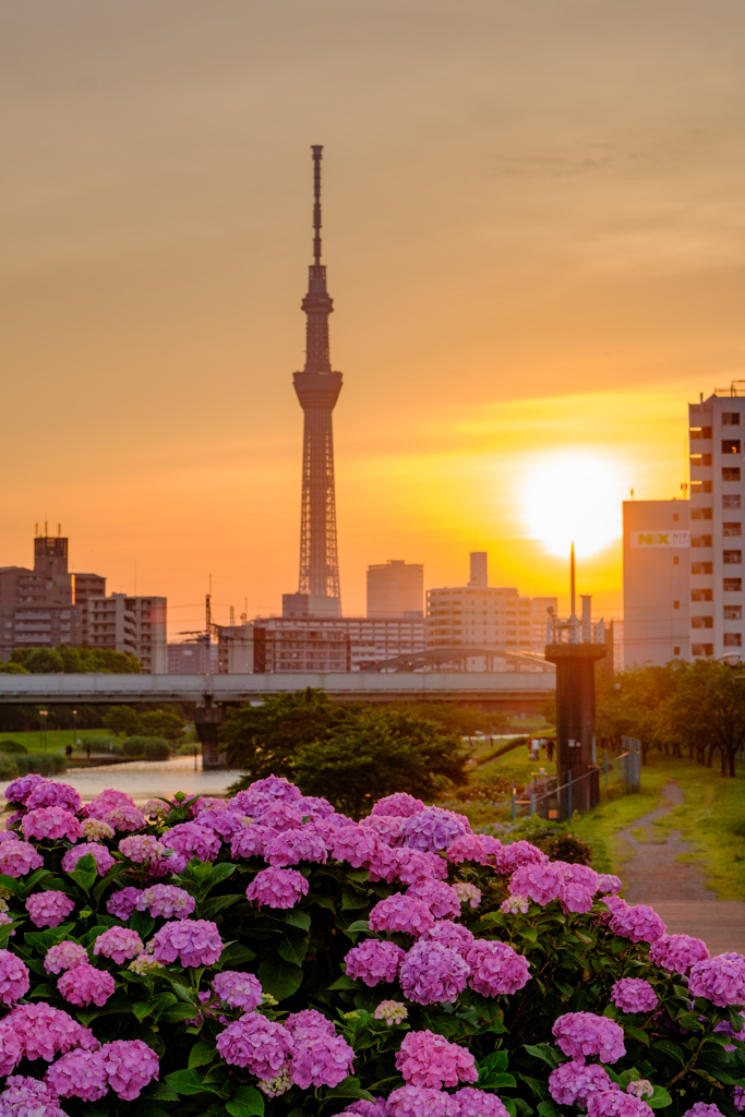 今年の紫陽花も、もう終わりころ