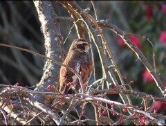 ツグミが木の上に