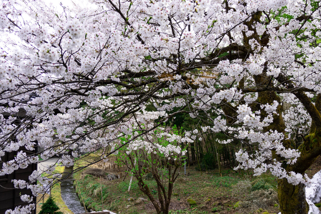 嵐渓荘の小川