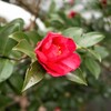 春はすぐそこ