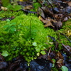 green velvet