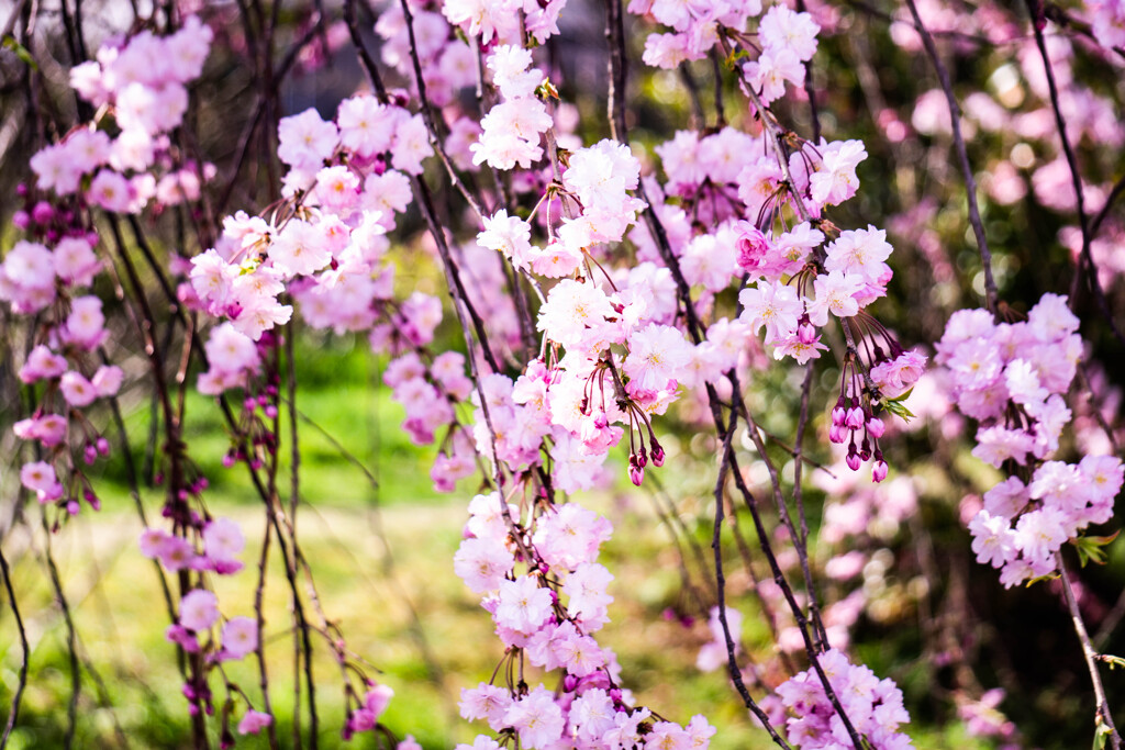 江戸彼岸桜