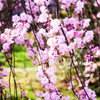 江戸彼岸桜
