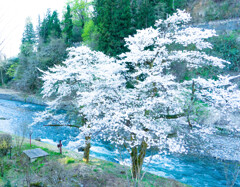 守門川と桜