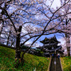 高田城と桜　①