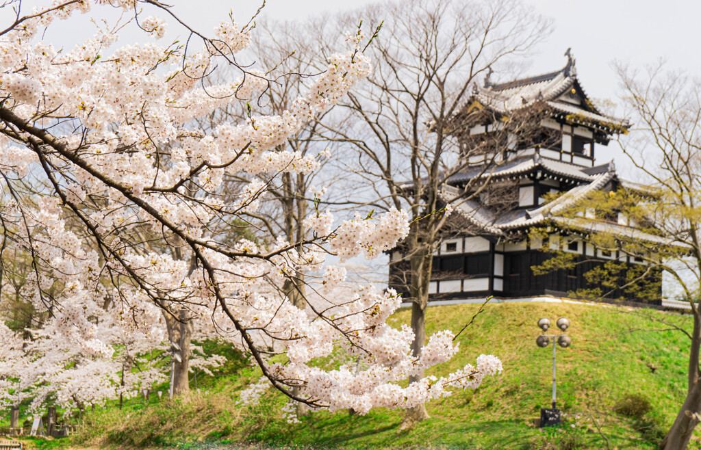 高田城と桜　②