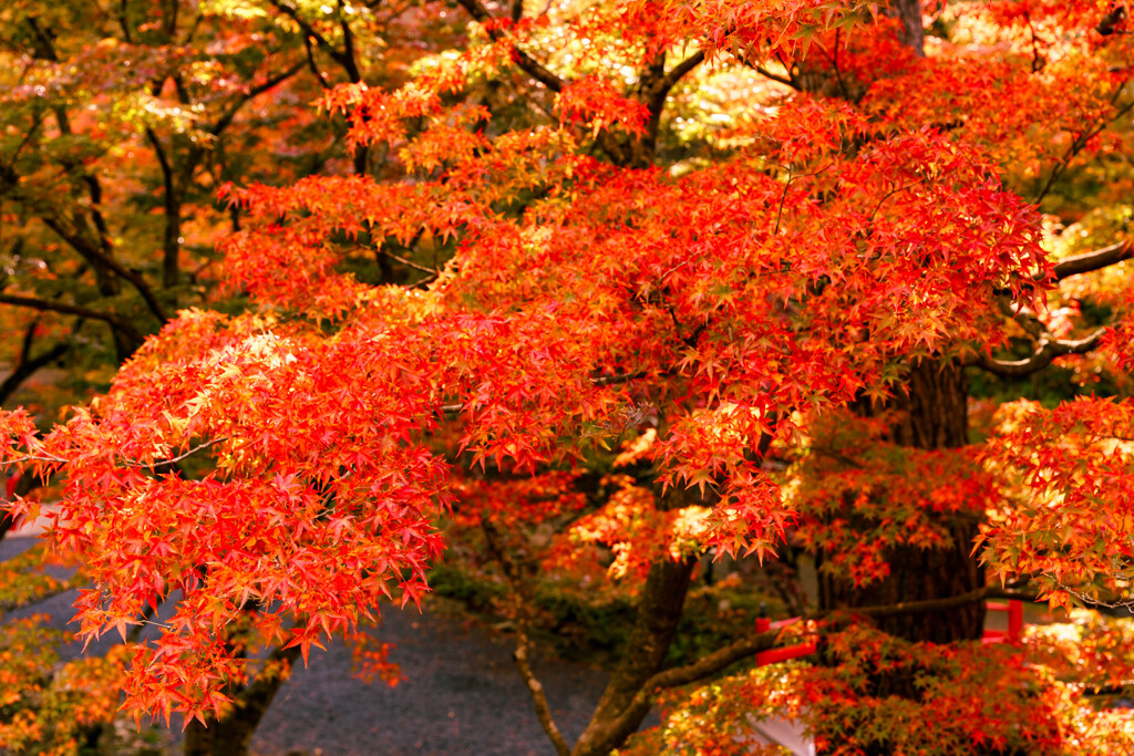 弥彦公園紅葉　その１
