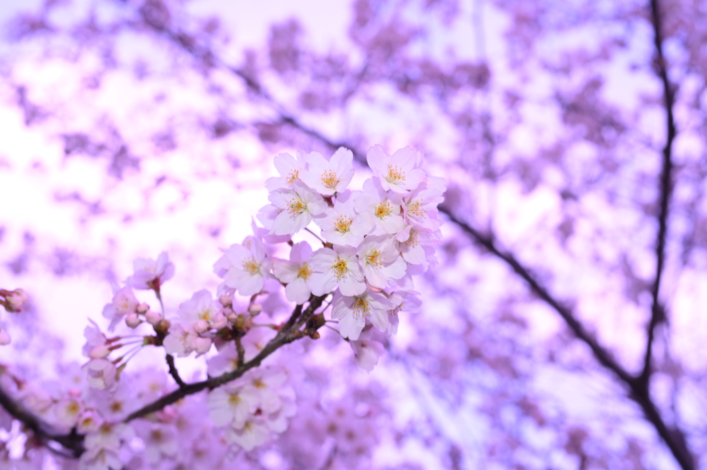 桜狩3
