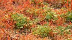 DSCN1548