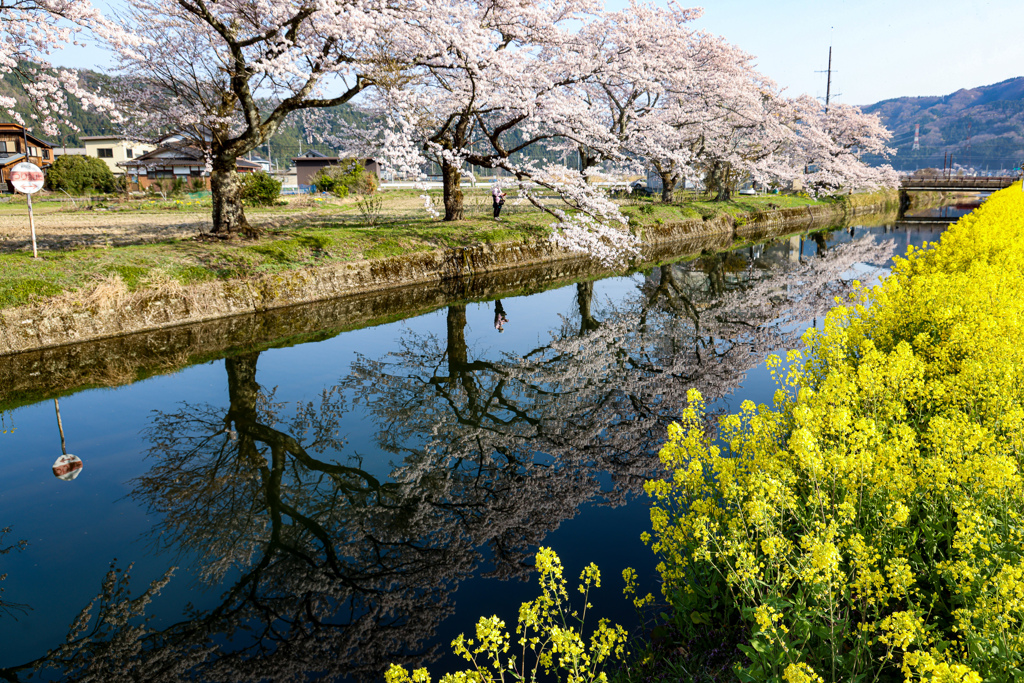 菜の花と桜のリフレクション