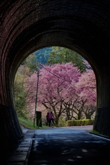 お花見サイクリングデート