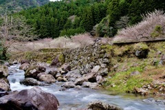 川×梅が素敵な川売の梅花