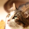 ねこ