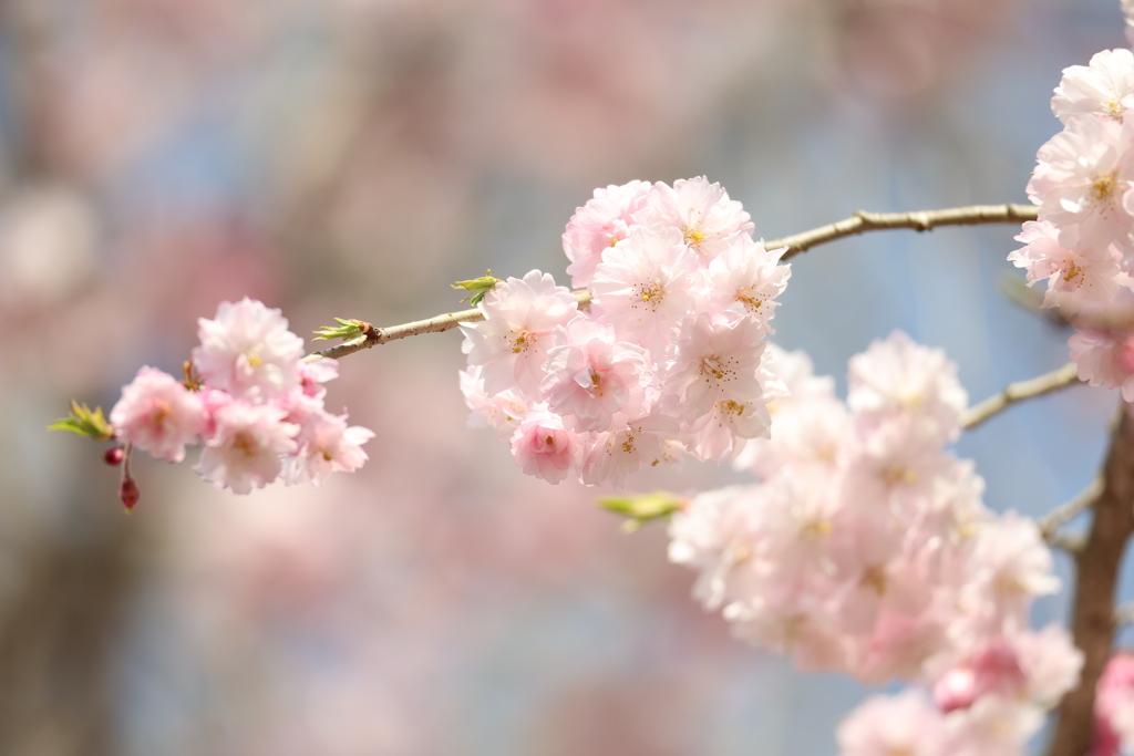 銭渕公園の桜