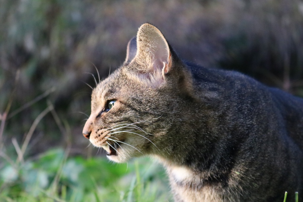 うちのねこ
