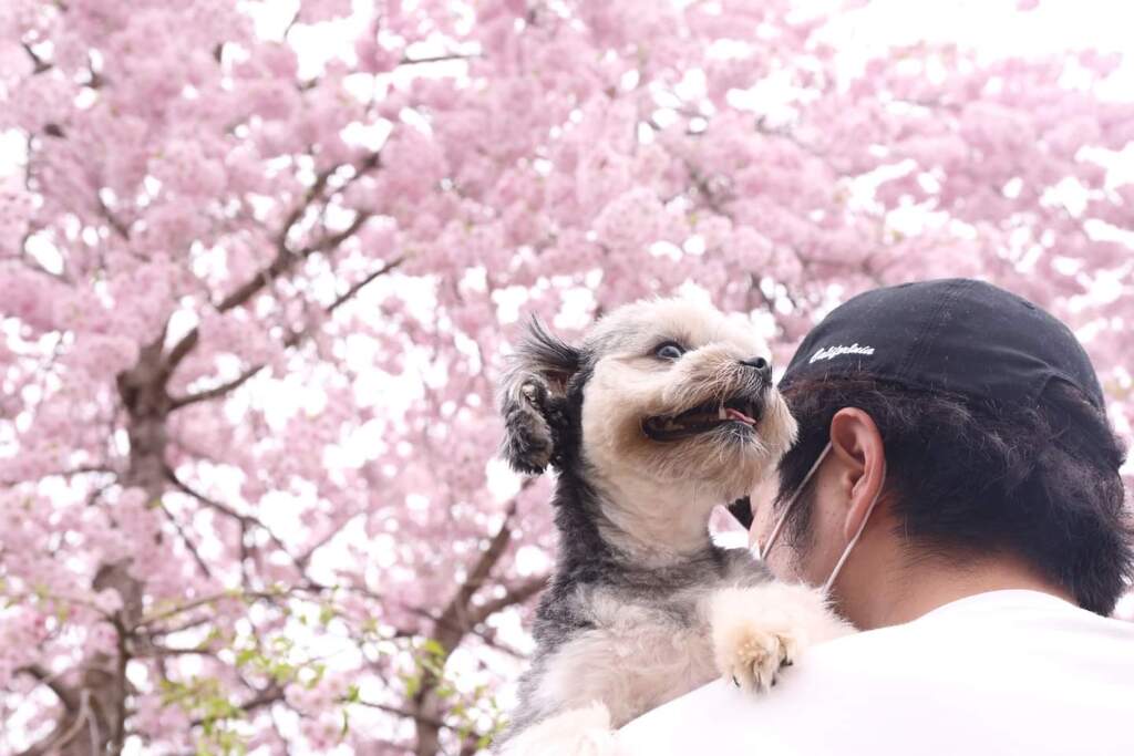 愛犬と桜