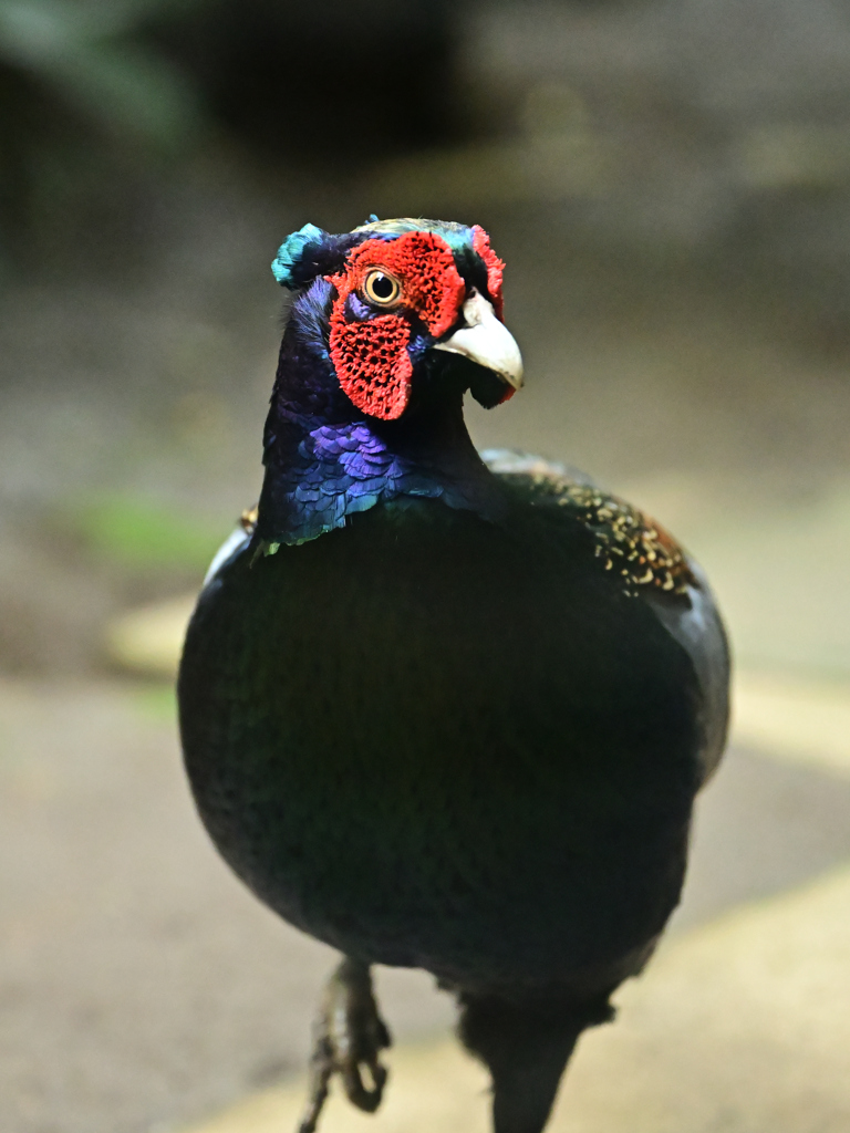 アイコンタクト