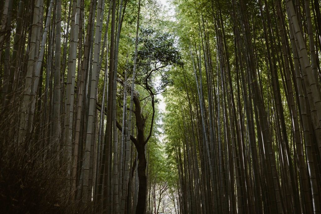 竹林の小径②