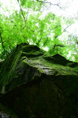 苔むす大岩