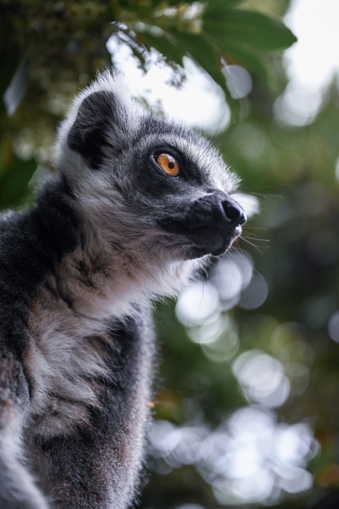 Ring-tail