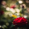 薔薇ときらきら