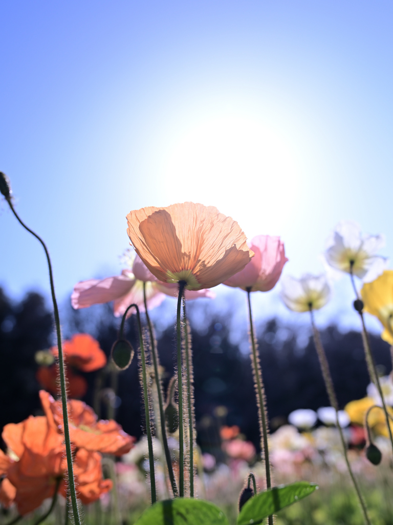 花の丘２